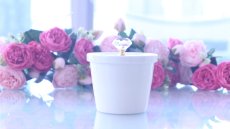 画像1: 特価品□白磁□ キャニスター　（クリスタル取手付き）　 アウトレット品　| 　インスタグラム (1)